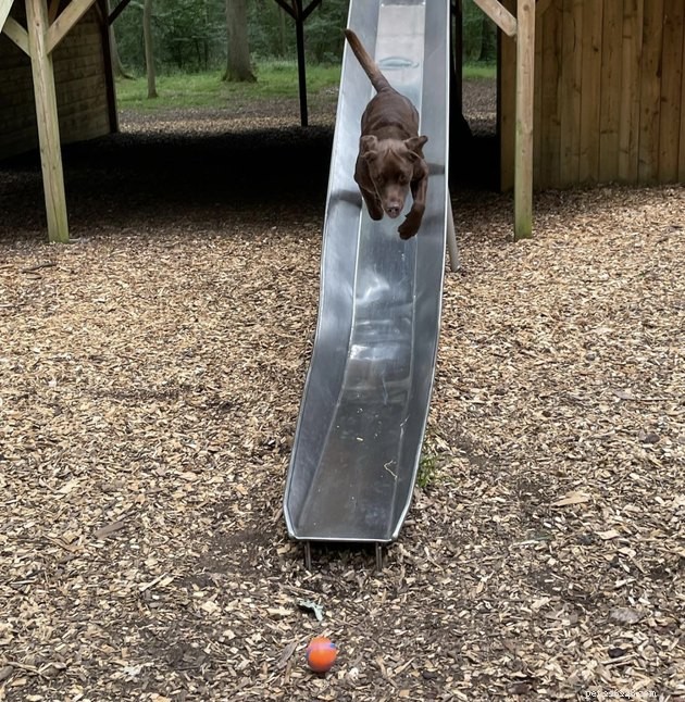 18 Dogs Enjoy Exciting Slides at the Park