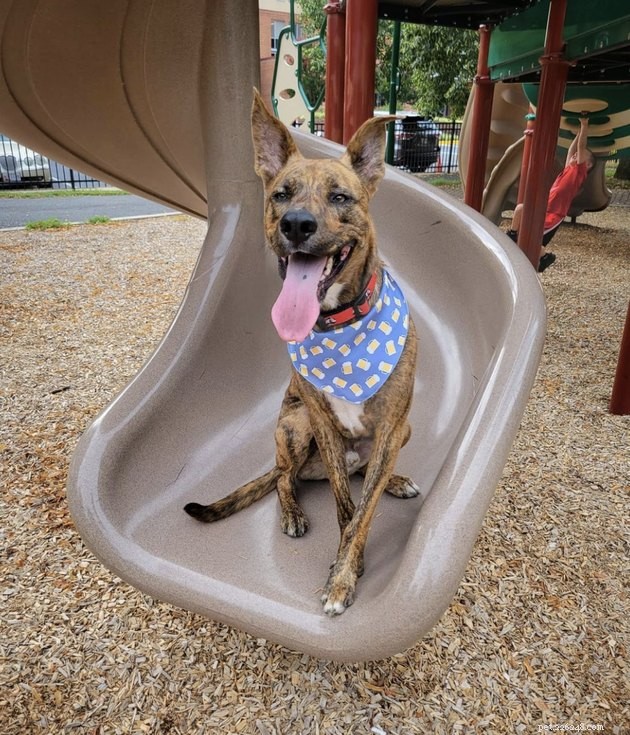 18 Dogs Enjoy Exciting Slides at the Park
