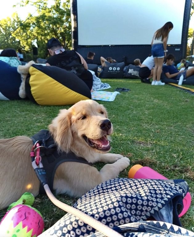 18 Dogs Experience a Cozy Cinema Night