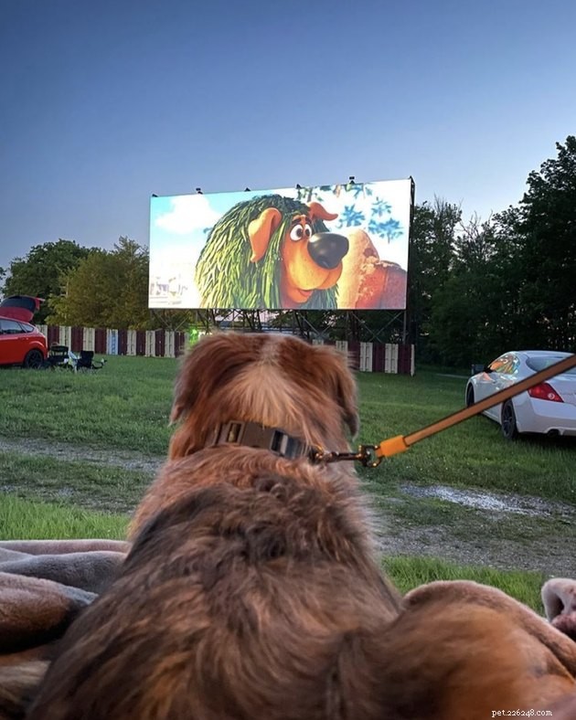 18 Dogs Experience a Cozy Cinema Night