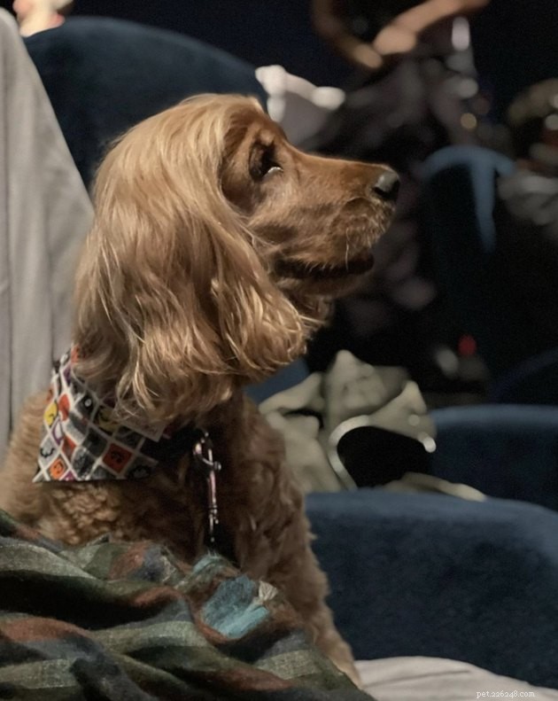 18 Dogs Experience a Cozy Cinema Night