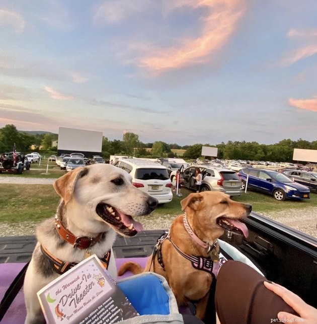 18 Dogs Experience a Cozy Cinema Night