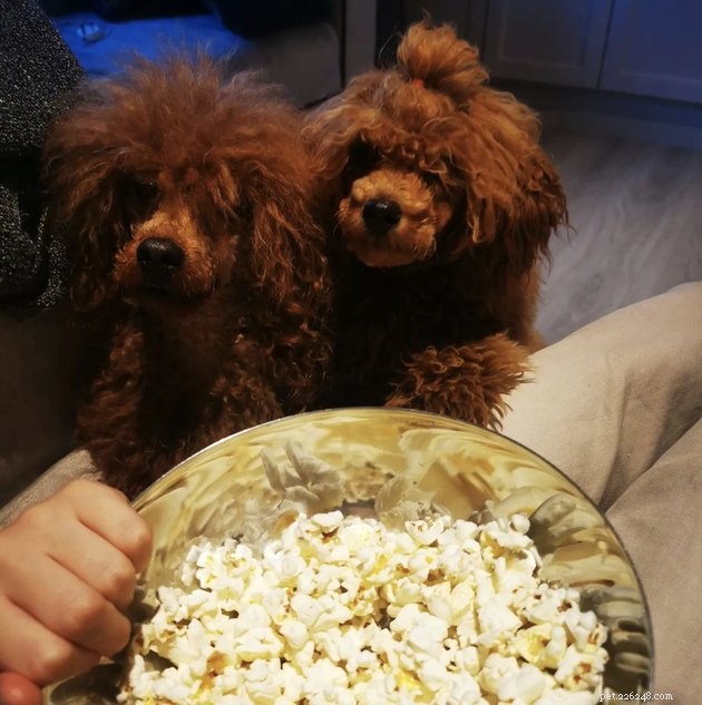 18 Dogs Experience a Cozy Cinema Night