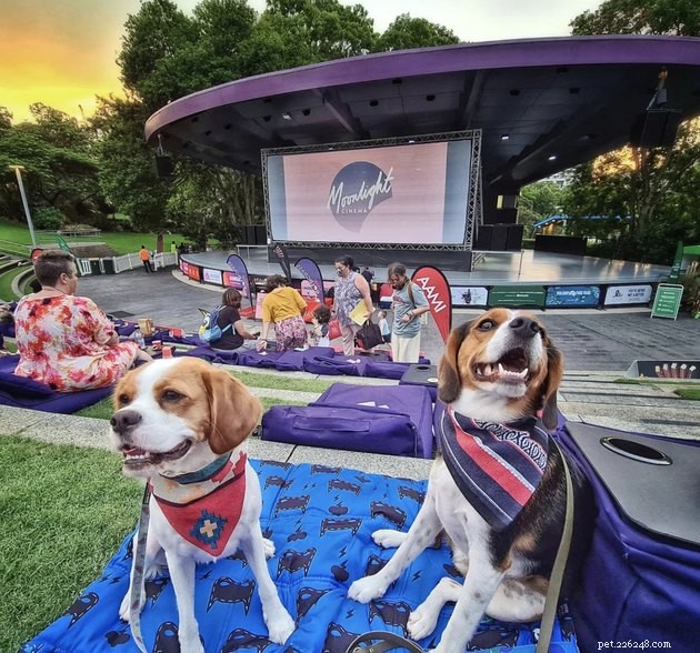 18 Dogs Experience a Cozy Cinema Night