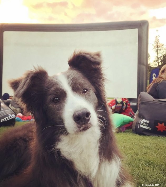 18 Dogs Experience a Cozy Cinema Night