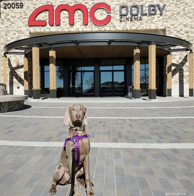 18 Dogs Experience a Cozy Cinema Night