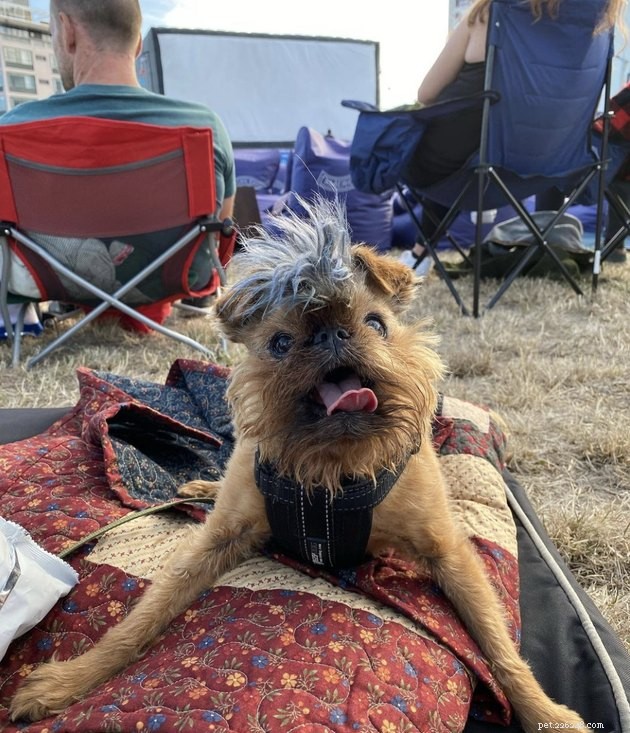 18 Dogs Experience a Cozy Cinema Night