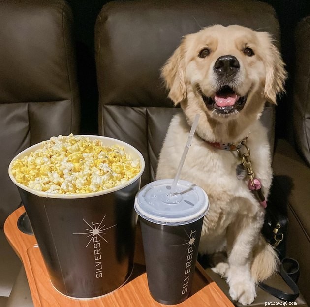 18 Dogs Experience a Cozy Cinema Night