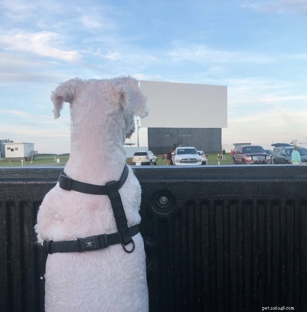 18 Dogs Experience a Cozy Cinema Night