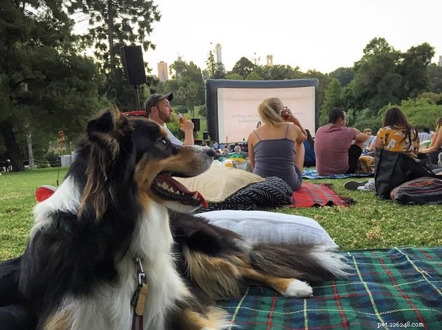 18 Dogs Experience a Cozy Cinema Night