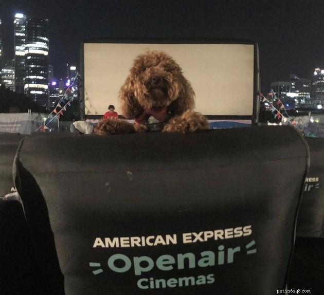 18 Dogs Experience a Cozy Cinema Night