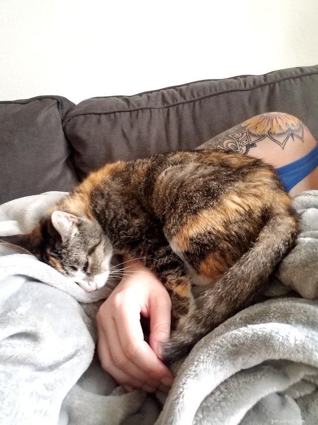 18 Heartwarming Tales of Humans Helping Animals