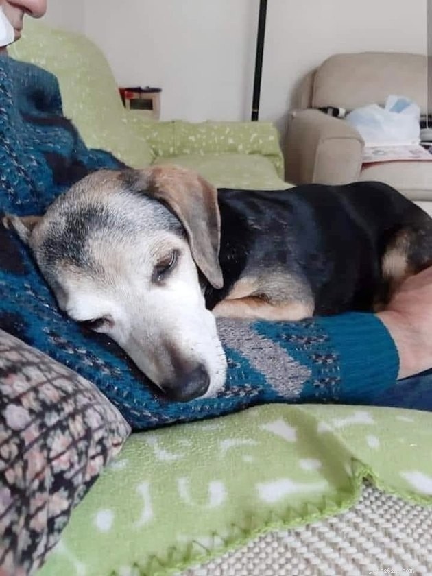 18 Heartwarming Tales of Humans Helping Animals