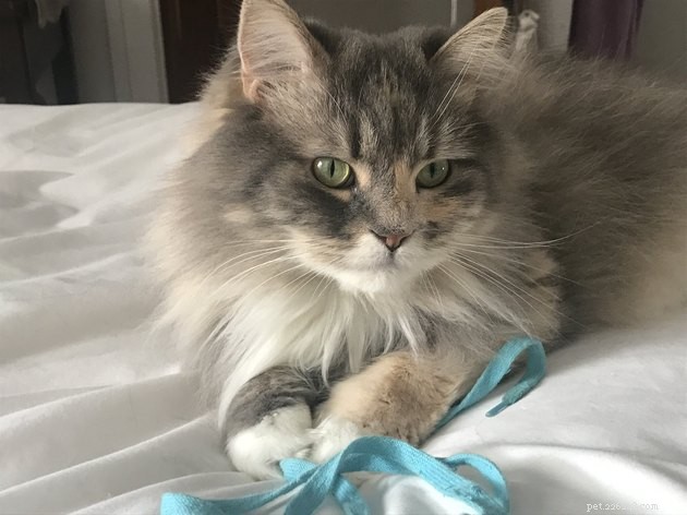 18 Heartwarming Tales of Humans Helping Animals