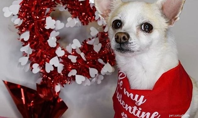 18 Heartwarming Tales of Humans Helping Animals