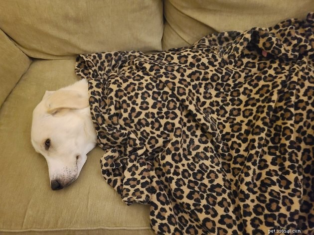 18 Heartwarming Tales of Humans Helping Animals
