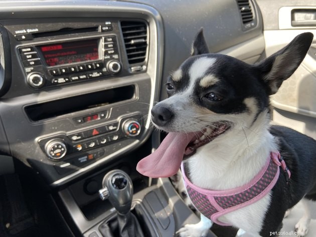 18 Heartwarming Tales of Humans Helping Animals