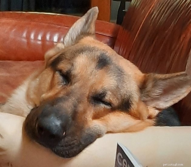 18 Heartwarming Tales of Humans Helping Animals