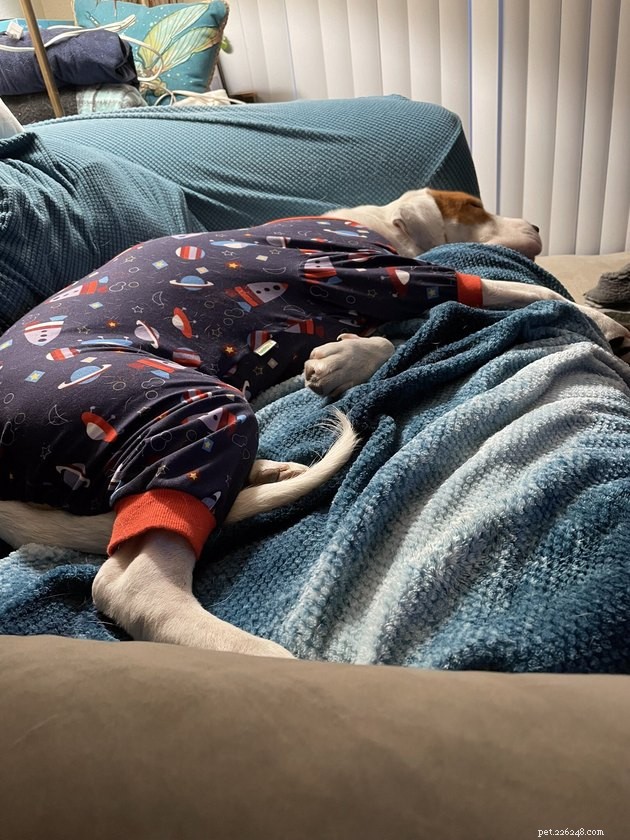 18 Heartwarming Tales of Humans Helping Animals