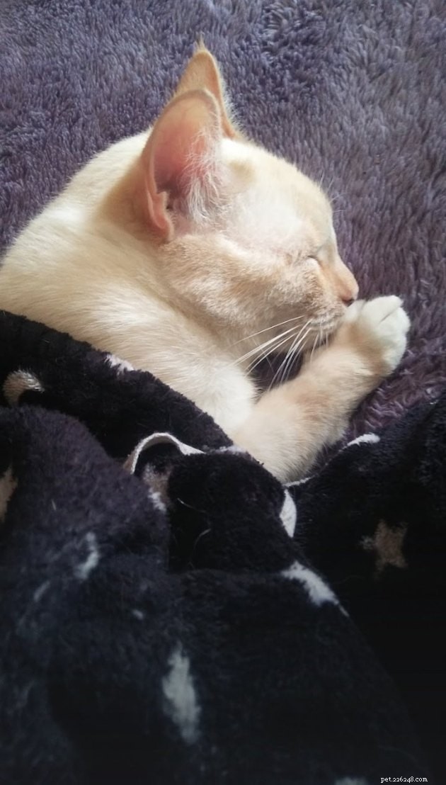 18 Heartwarming Tales of Humans Helping Animals