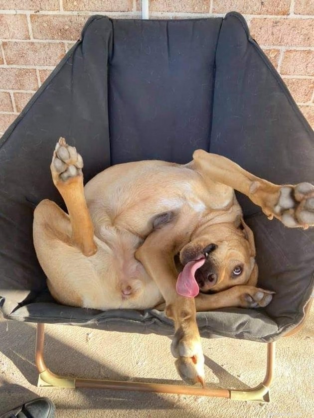 20 Adorable Dogs That Will Melt Your Heart