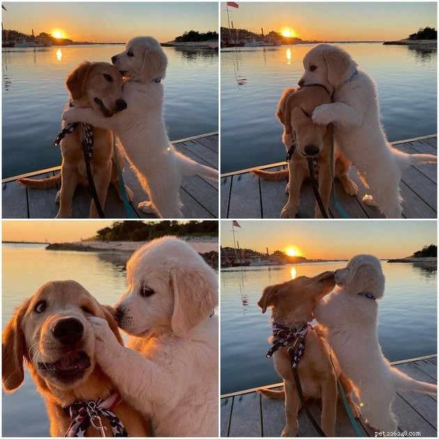 20 Adorable Dogs That Will Melt Your Heart