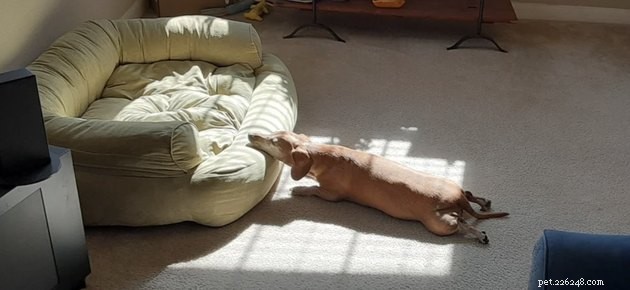 20 Adorable Dogs That Will Melt Your Heart