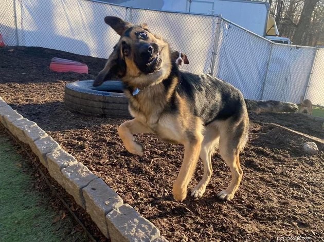 20 Adorable Dogs That Will Melt Your Heart