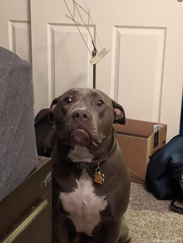 20 Adorable Dogs That Will Melt Your Heart