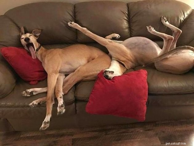 20 Adorable Dogs That Will Melt Your Heart