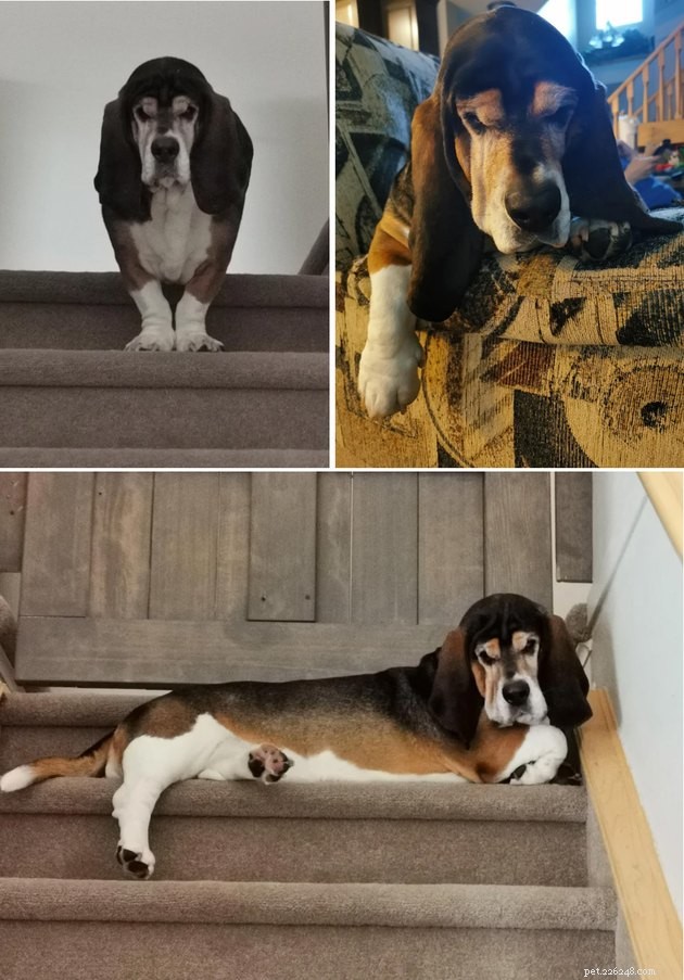 20 Adorable Dogs That Will Melt Your Heart