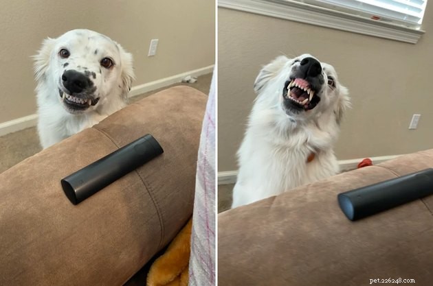 20 Adorable Dogs That Will Melt Your Heart