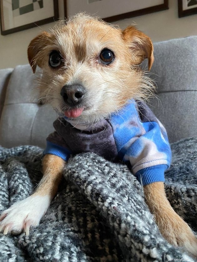 20 Adorable Dogs That Will Melt Your Heart