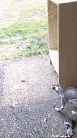 20 Adorable Dogs That Will Melt Your Heart