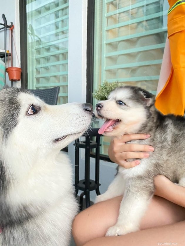 20 Adorable Dogs That Will Melt Your Heart