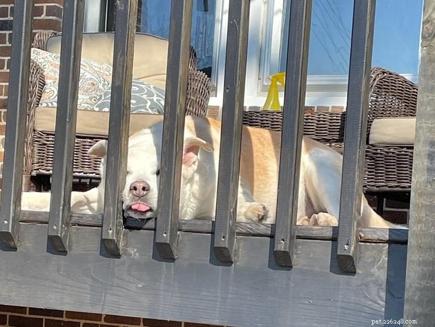20 Adorable Dogs That Will Melt Your Heart