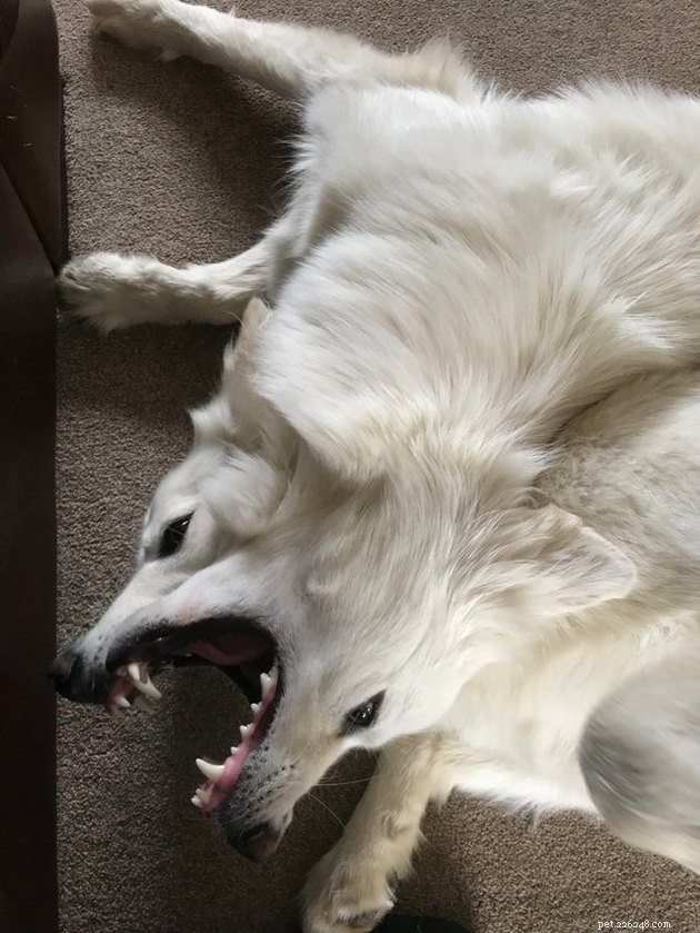 20 Adorable Dogs That Will Melt Your Heart