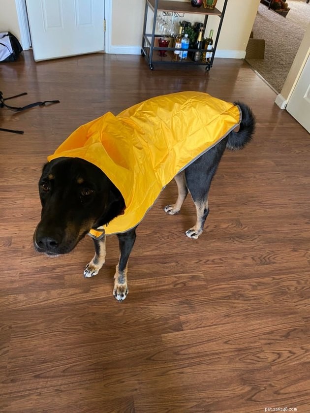 20 Adorable Dogs That Will Melt Your Heart