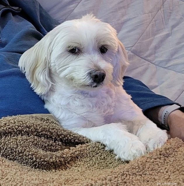 15 Dogs That Critique Your Every Move