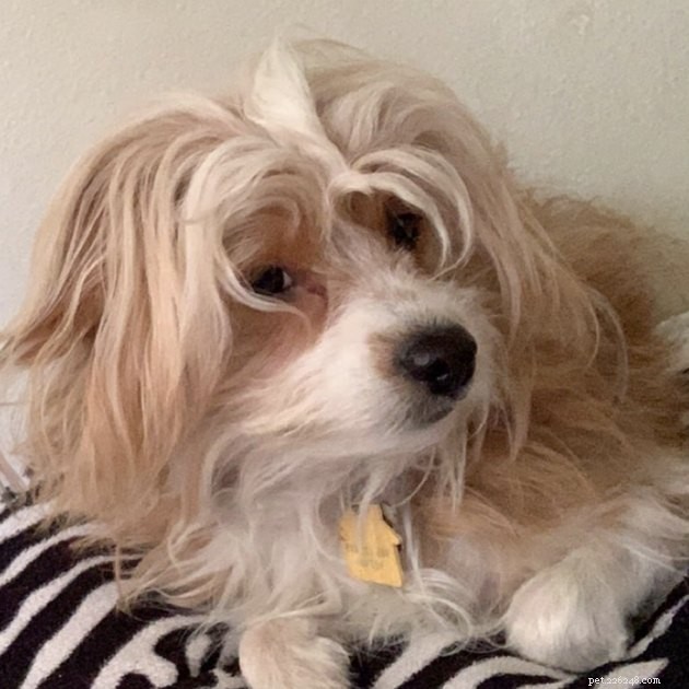15 Dogs That Critique Your Every Move