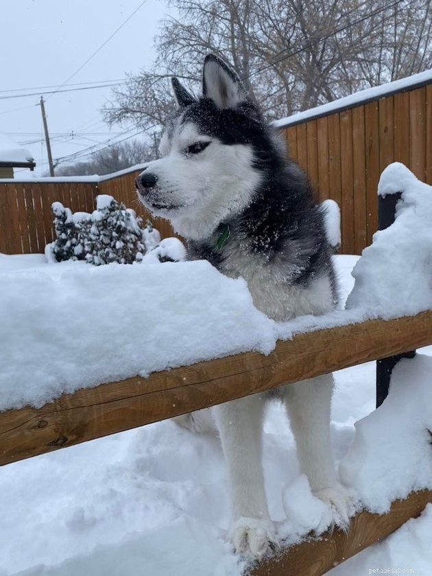 20 Adorable Dogs That Will Melt Your Heart