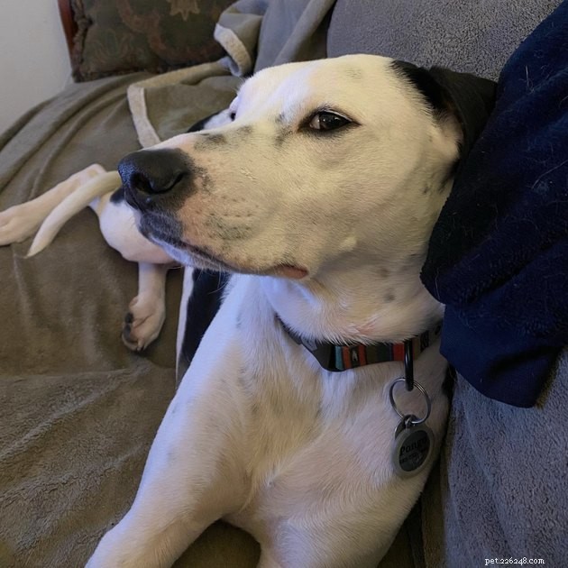 15 Dogs That Critique Your Every Move