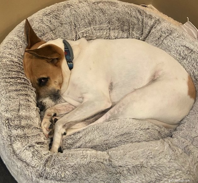 15 Dogs That Critique Your Every Move