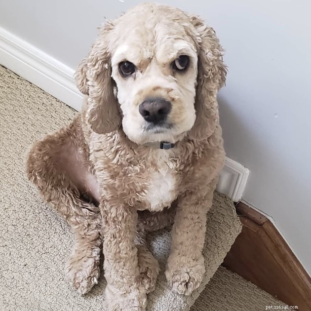 15 Dogs That Critique Your Every Move