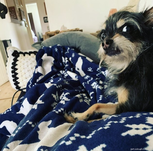 15 Dogs That Critique Your Every Move