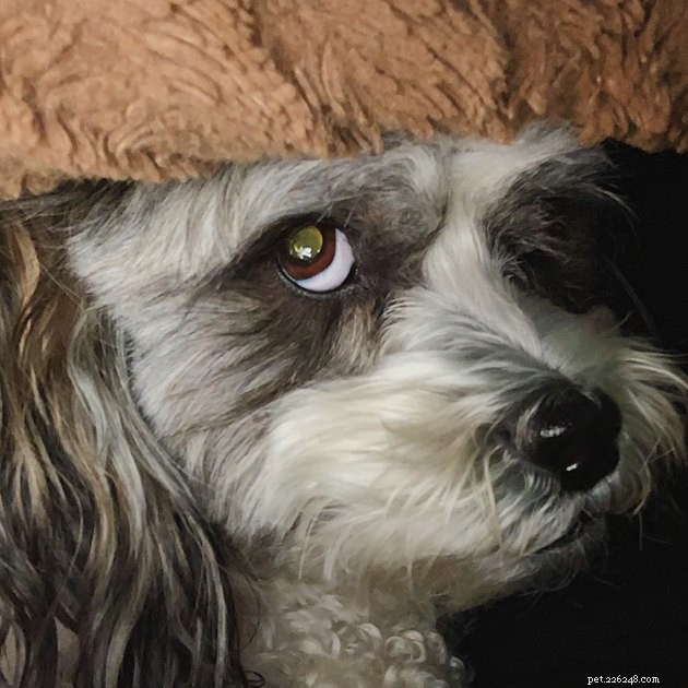 15 Dogs That Critique Your Every Move