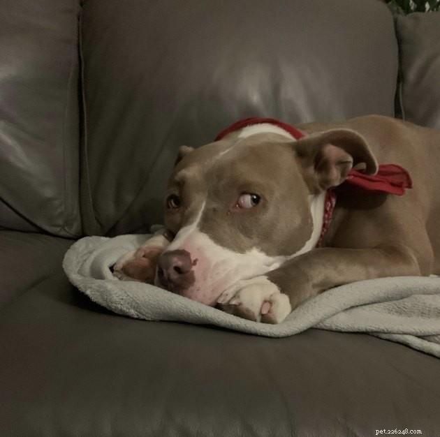 15 Dogs That Critique Your Every Move