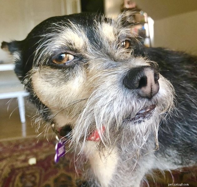 15 Dogs That Critique Your Every Move