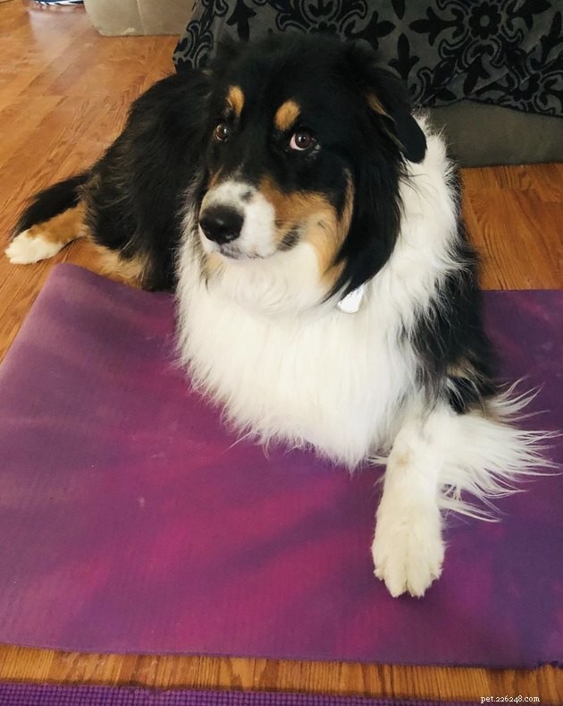 15 Dogs That Critique Your Every Move