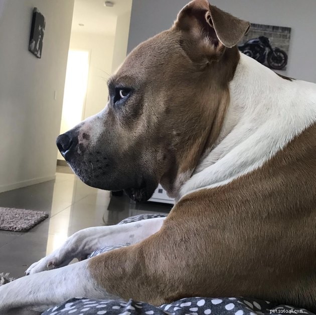15 Dogs That Critique Your Every Move